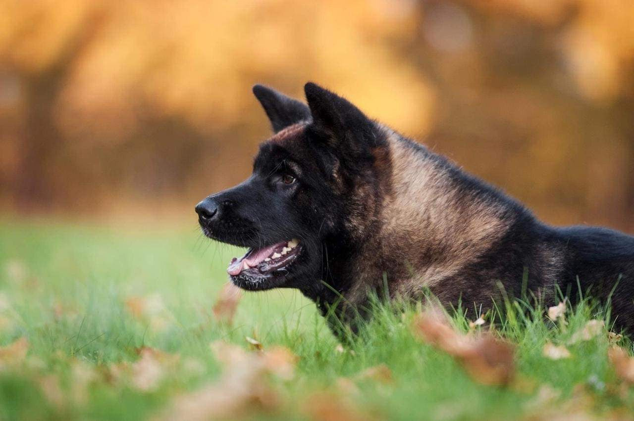 Exceligmos Ambra (Отец: Neypir Dzhemerdzhi GreatМать: Wild Rose) Американская Акита питомник RUBYLIGHT Санкт-Петербург