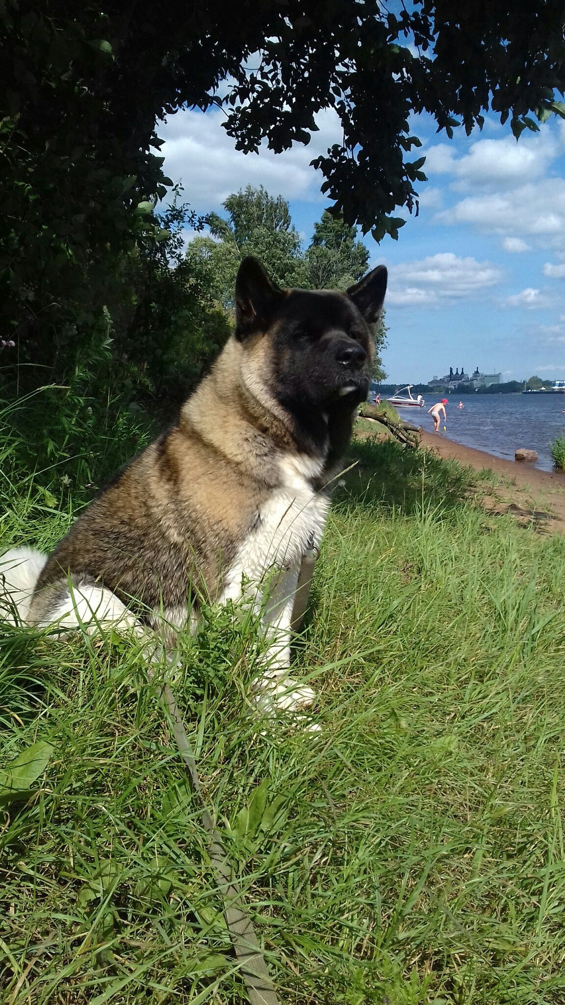 Американская акита питомник RUBYLIGHT. Американская акита I Сиба ину I Питомник RUBYLIGHT