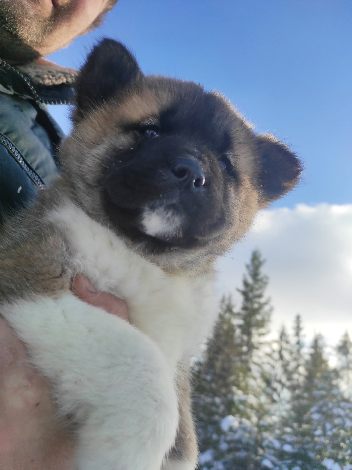 Помет Х дата рождения 21.01.2021 Отец: Alter Real Mercury , Мать: RUBYLIGHT BIYA