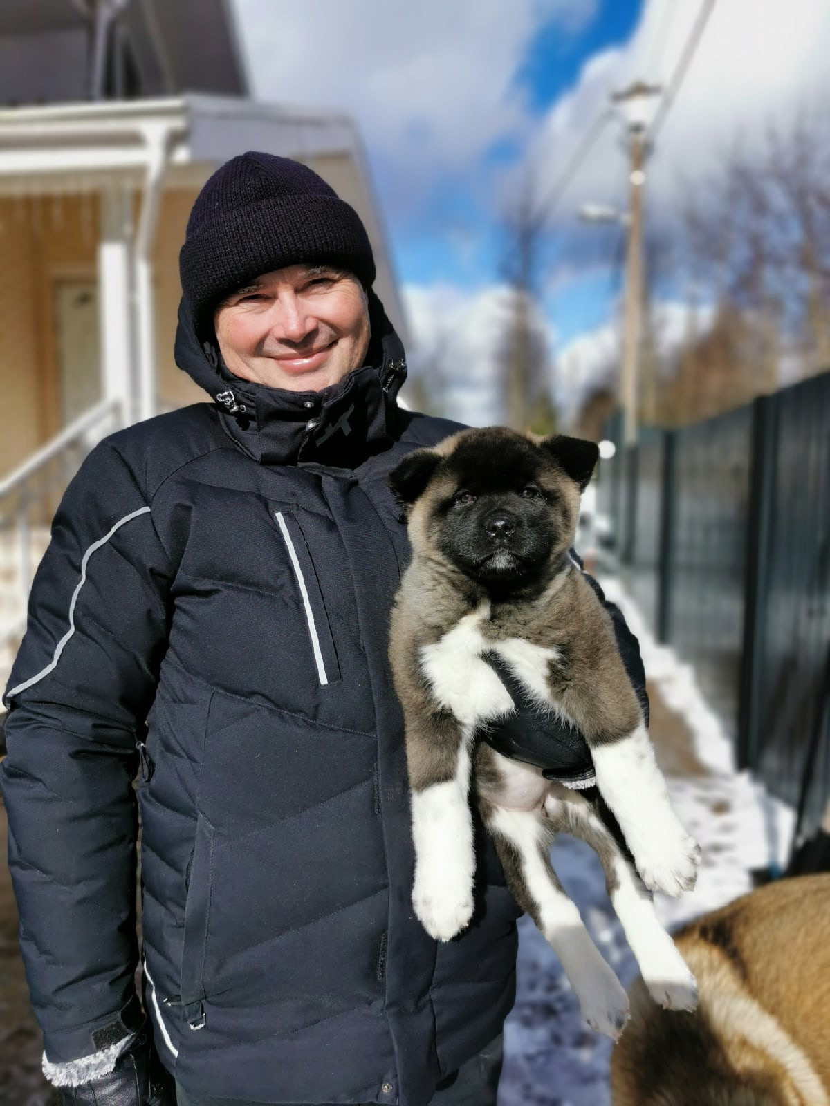 Американская акита щенки питомник