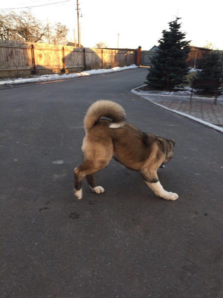 Svargas Dancing in the rain. AMERICAN AKITA RUBYLIGHT KENNEL I SHIBA-INU