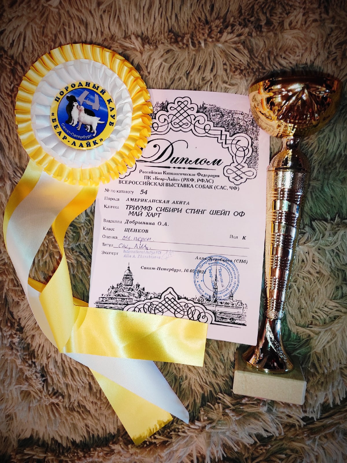 Triumf Sibiri Sting Shape of my Heart * Сэм  (Отец Zar Born To Be Famous Iz Ryzhei Stai , Мать Triumf Sibiri Dreams Come True)  Американская Акита кобель питомник RUBYLIGHT Санкт-Петербург