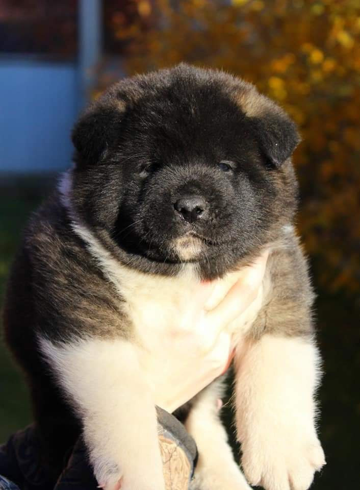 Triumf Sibiri Sting Shape of my Heart * Сэм  (Отец Zar Born To Be Famous Iz Ryzhei Stai , Мать Triumf Sibiri Dreams Come True)  Американская Акита кобель питомник RUBYLIGHT Санкт-Петербург