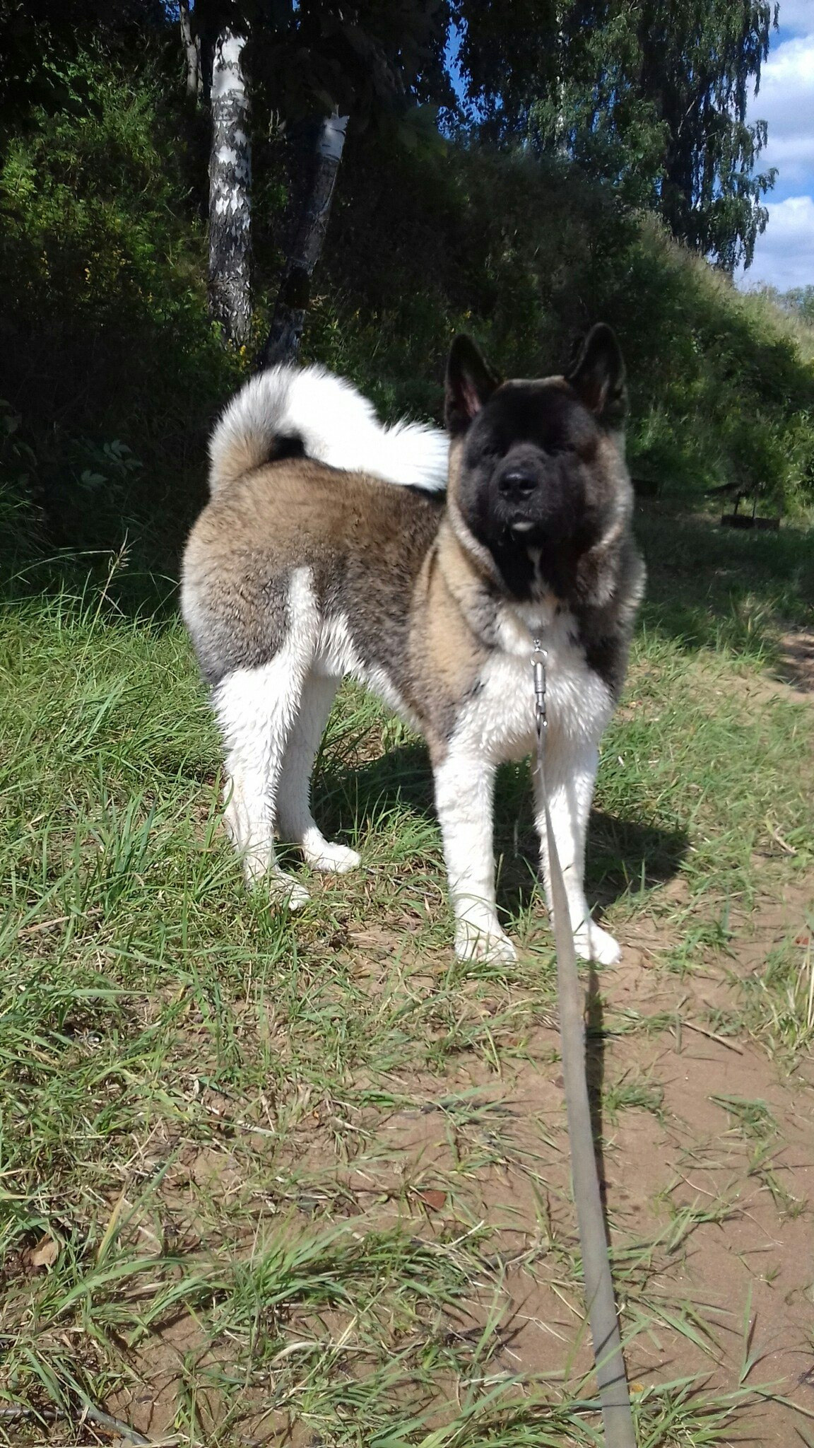 Американская акита питомник RUBYLIGHT. Американская акита I Сиба ину I Питомник RUBYLIGHT