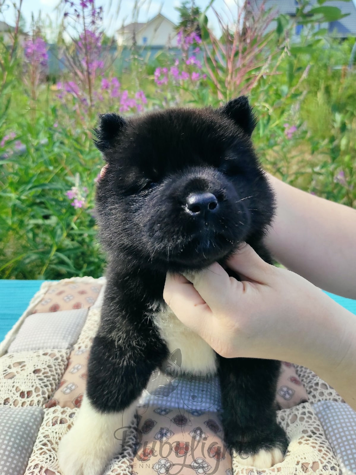 Щенки Американская акита Помет К : Alter Real Mercury и Infinit Happy