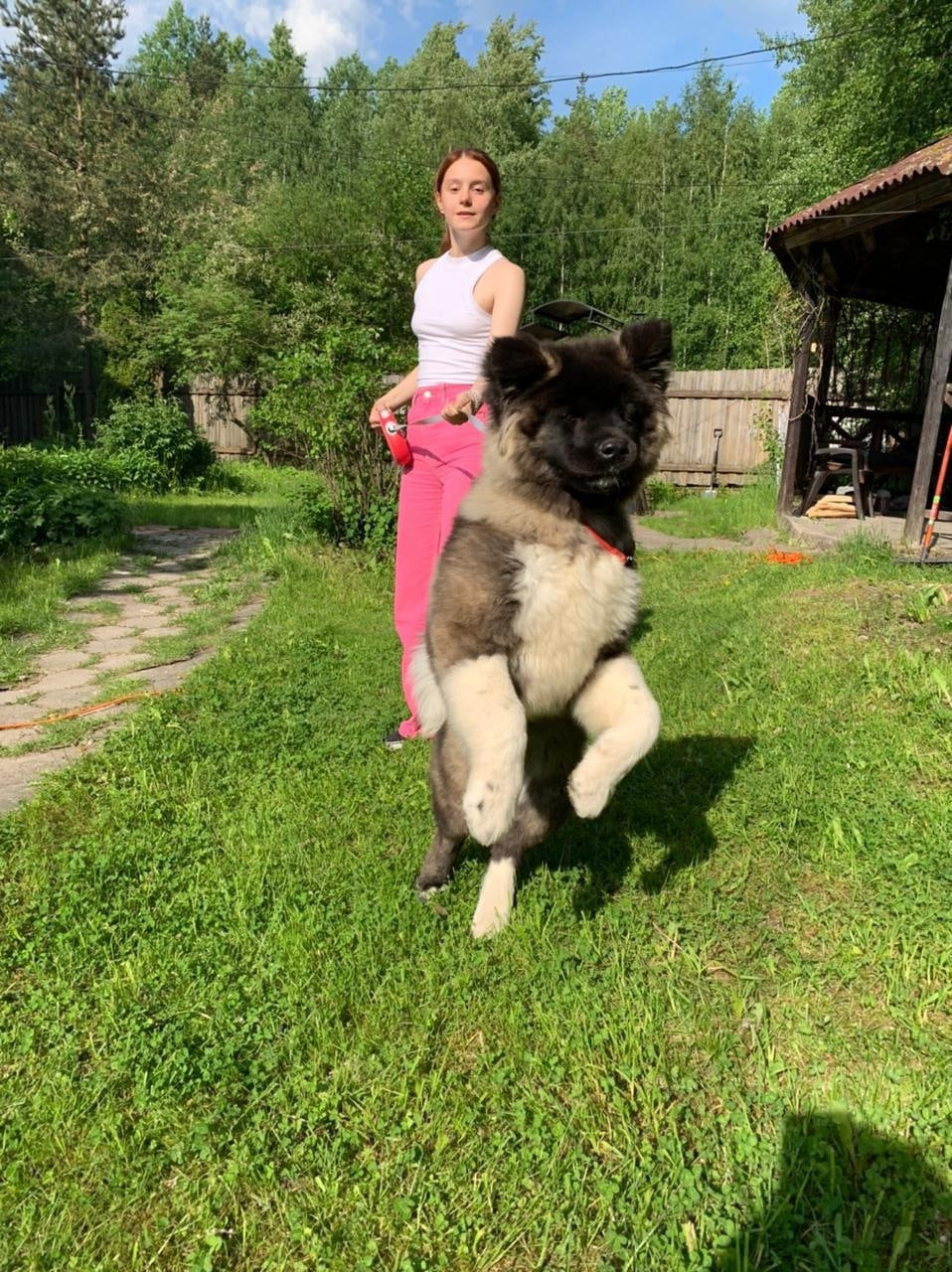 RUBYLIGHT HANNA * Ханна ( Отец: Alter Real Mercury , Мать: RUBYLIGHT BIYA )