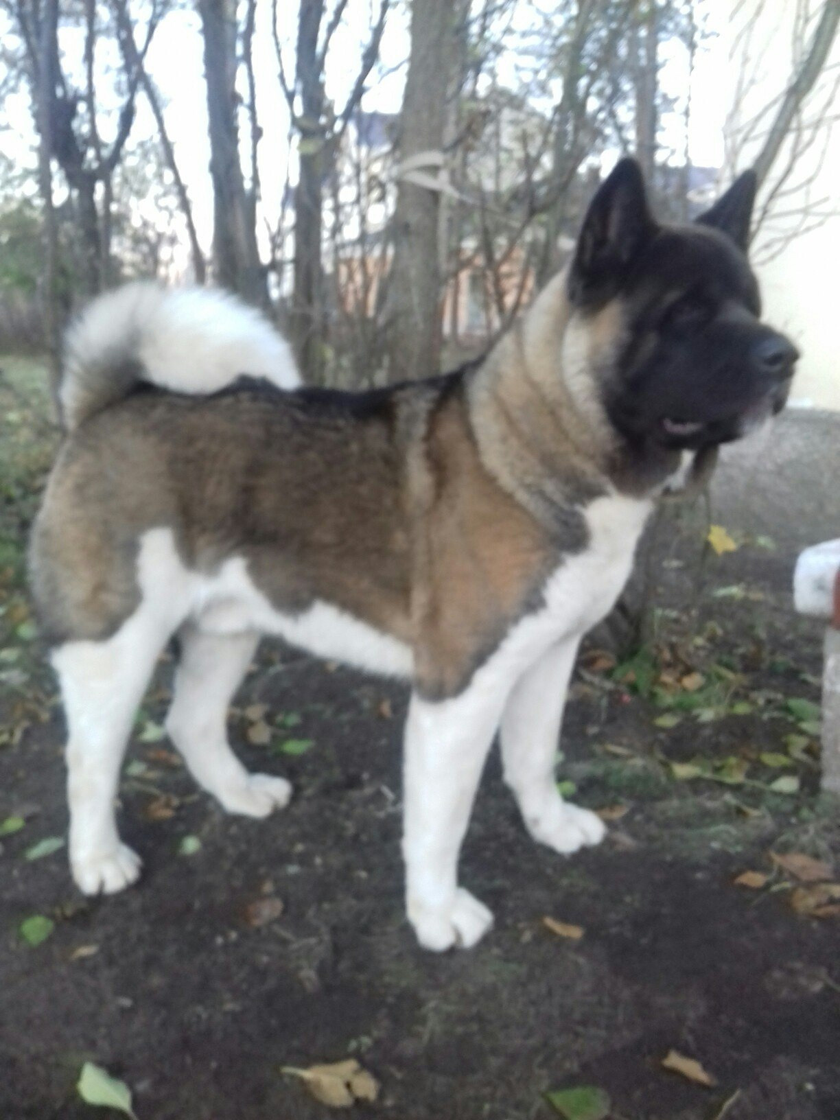 Американская акита питомник RUBYLIGHT. Американская акита I Сиба ину I Питомник RUBYLIGHT