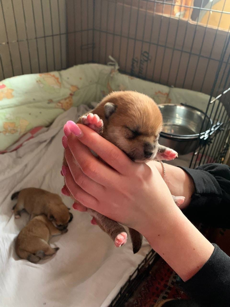 Сиба питомник RUBYLIGHT. Американская акита I Сиба ину I Питомник RUBYLIGHT