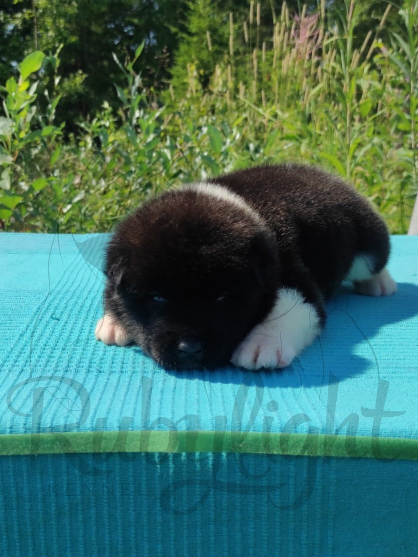 Щенки Американская акита Помет К : Alter Real Mercury и Infinit Happy