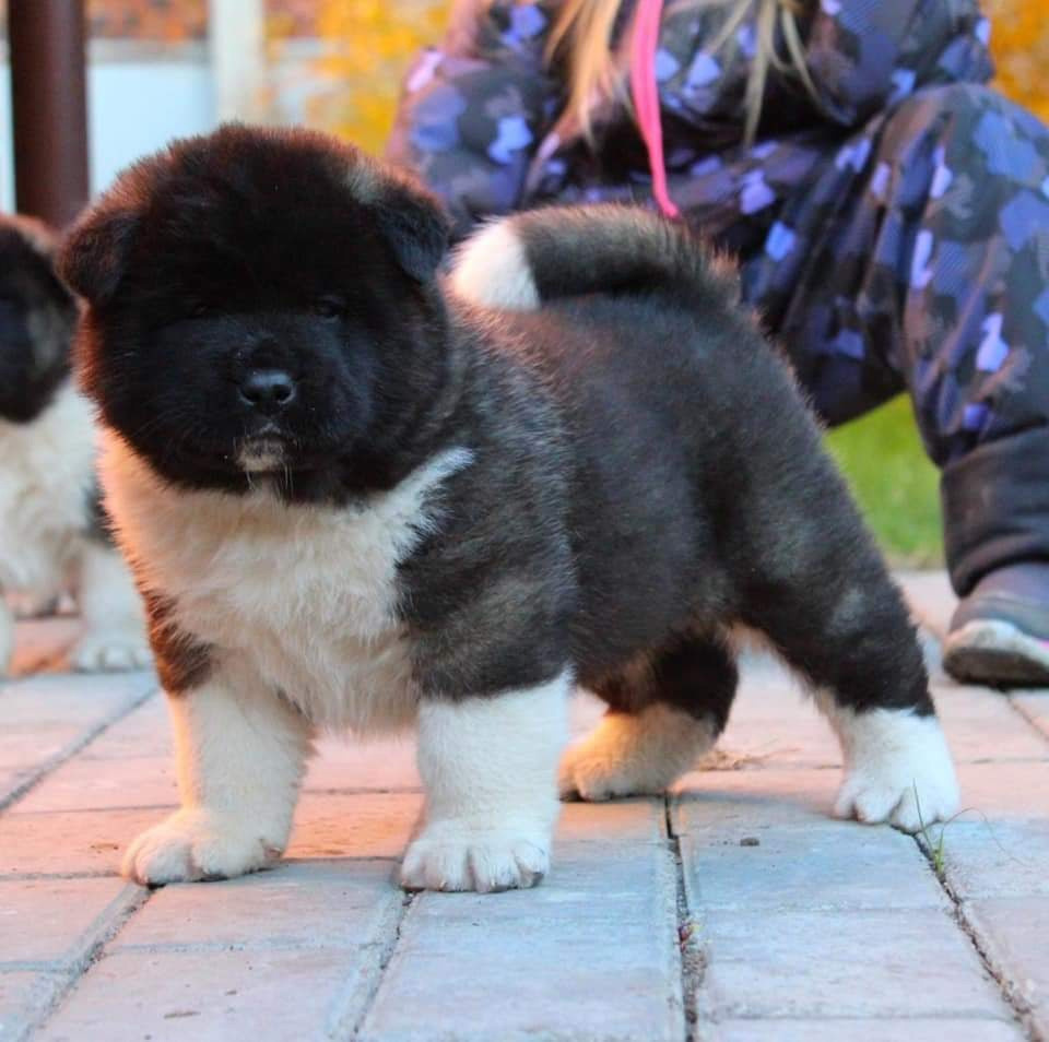 Triumf Sibiri Sting Shape of my Heart * Сэм  (Отец Zar Born To Be Famous Iz Ryzhei Stai , Мать Triumf Sibiri Dreams Come True)  Американская Акита кобель питомник RUBYLIGHT Санкт-Петербург