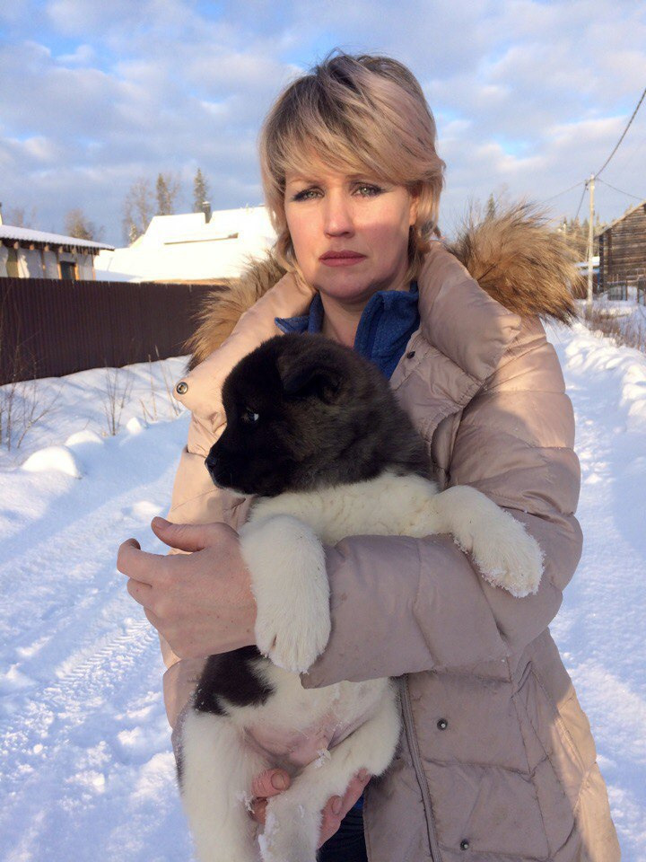 Американская акита питомник RUBYLIGHT. Американская акита I Сиба ину I Питомник RUBYLIGHT