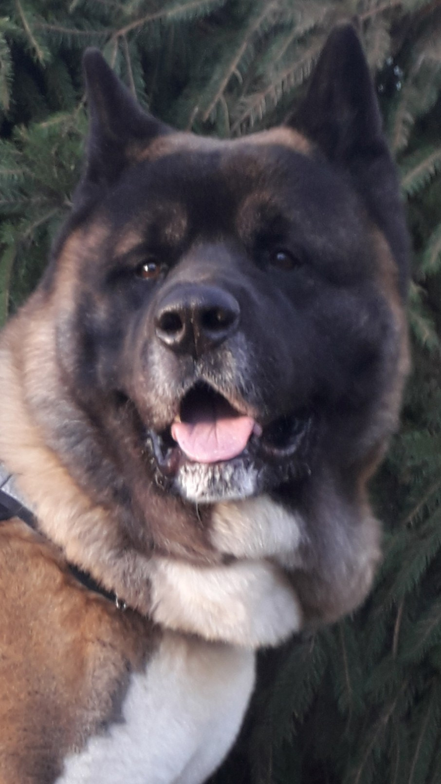 Американская акита питомник RUBYLIGHT. Американская акита I Сиба ину I Питомник RUBYLIGHT