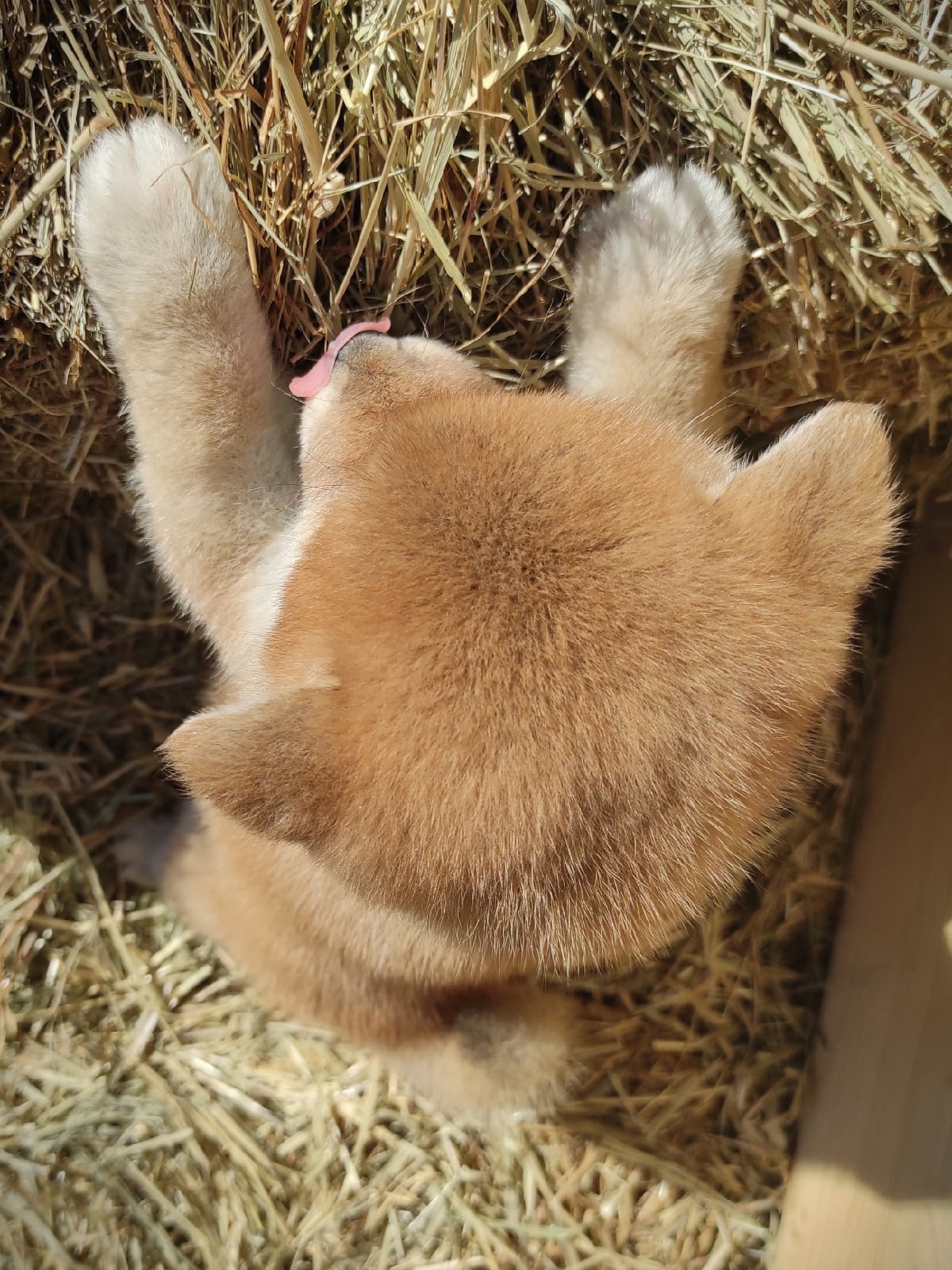 Сиба питомник RUBYLIGHT. Американская акита I Сиба ину I Питомник RUBYLIGHT