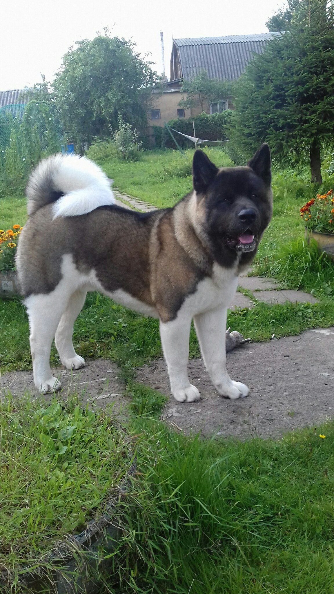 Американская акита питомник RUBYLIGHT. Американская акита I Сиба ину I Питомник RUBYLIGHT