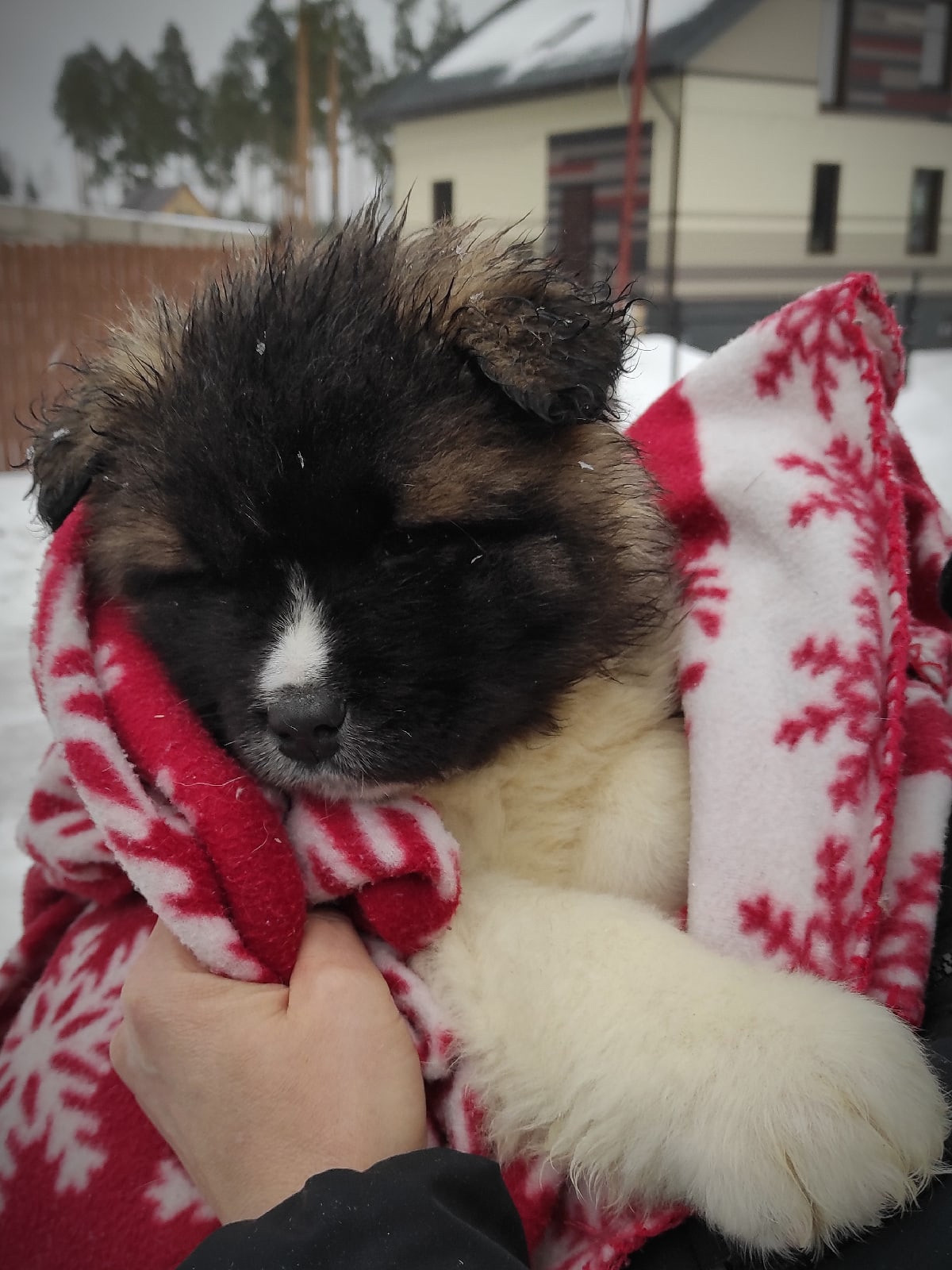 Американская акита щенки питомник