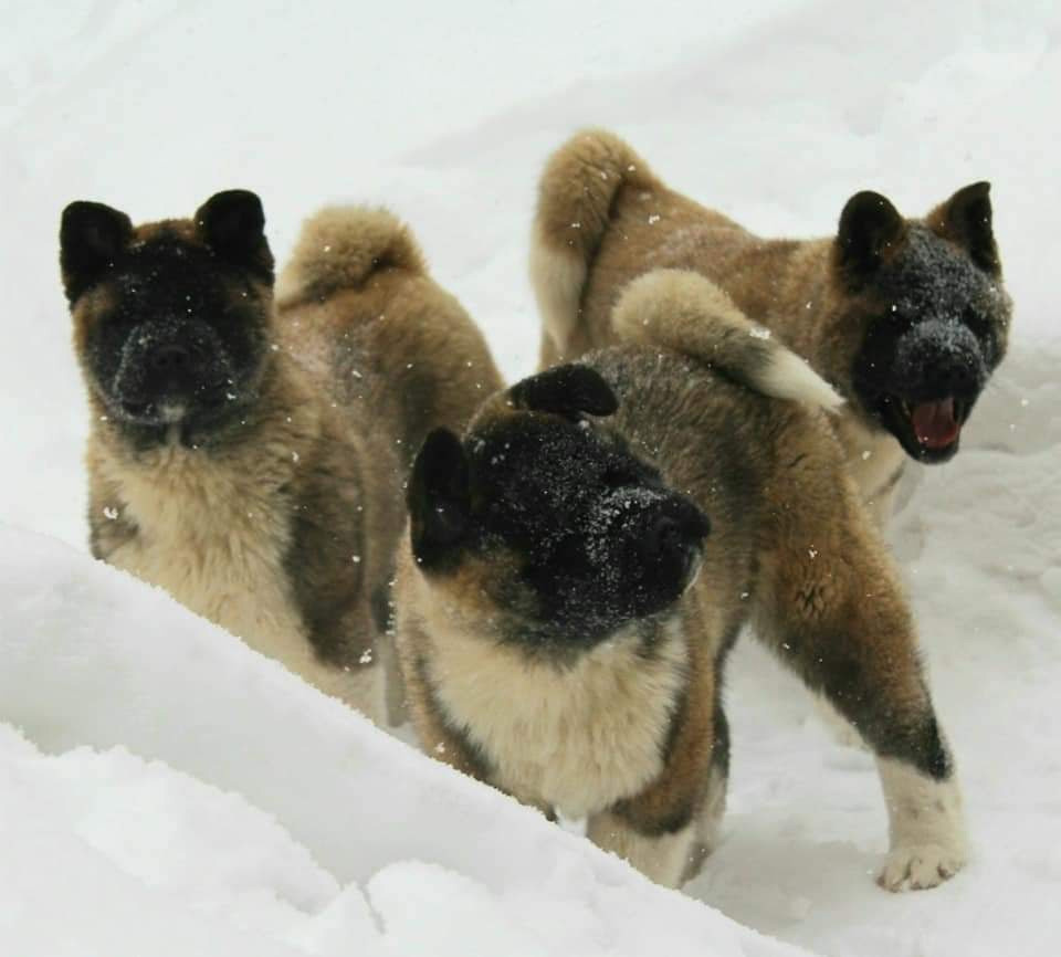 Triumf Sibiri Sting Shape of my Heart * Сэм  (Отец Zar Born To Be Famous Iz Ryzhei Stai , Мать Triumf Sibiri Dreams Come True)  Американская Акита кобель питомник RUBYLIGHT Санкт-Петербург