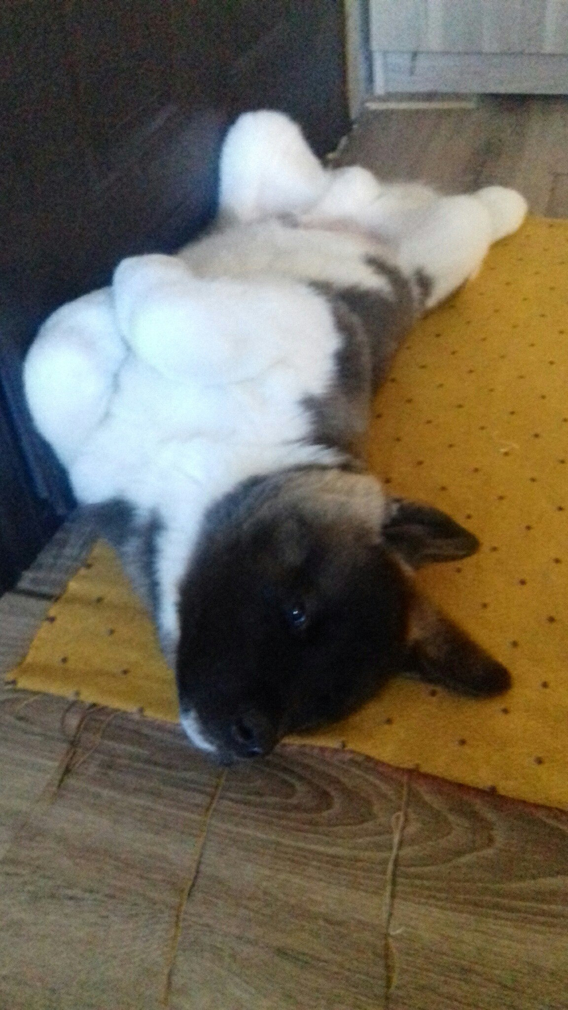 Американская акита питомник RUBYLIGHT. Американская акита I Сиба ину I Питомник RUBYLIGHT