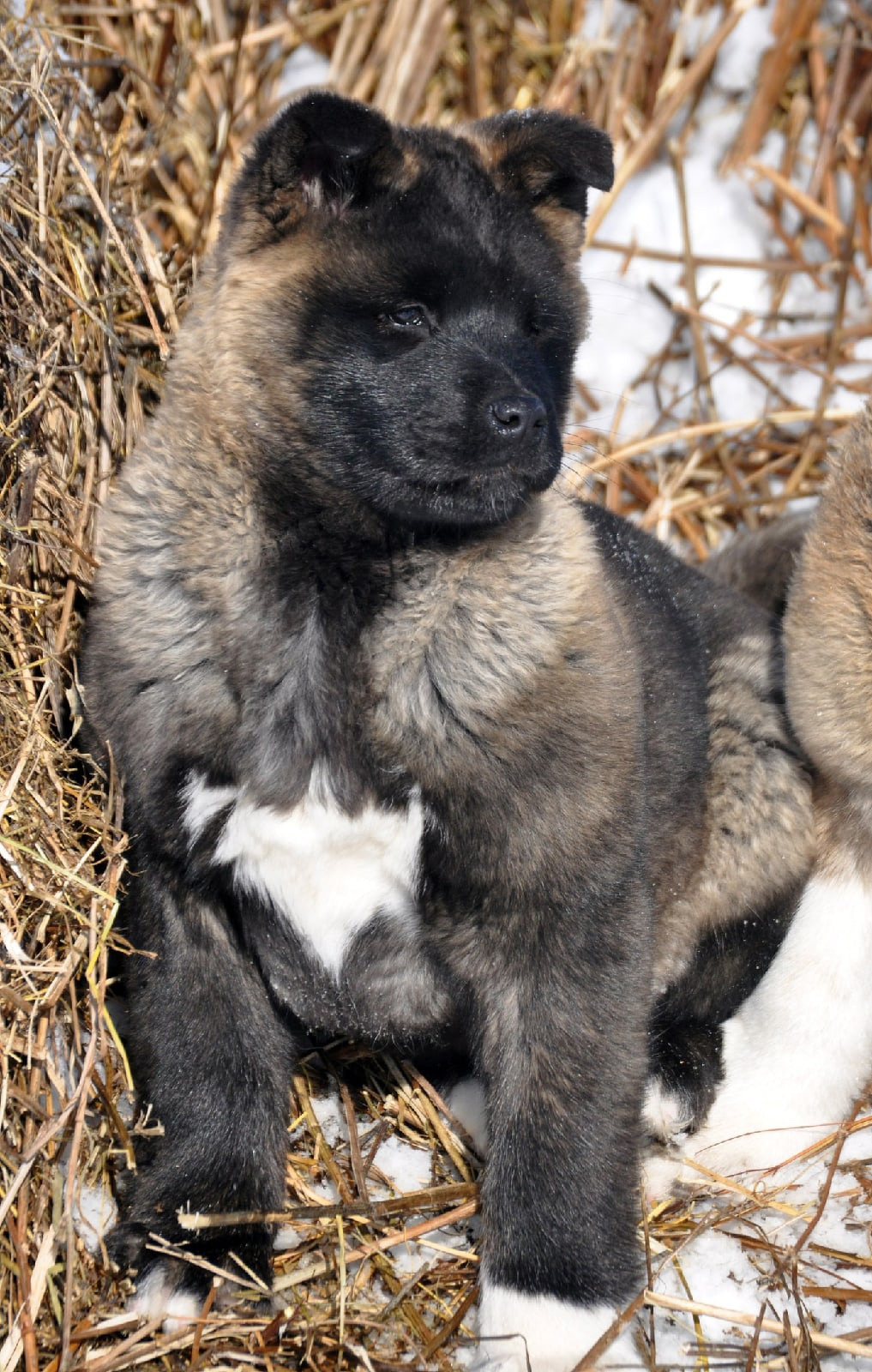 Exceligmos Ambra (Отец: Neypir Dzhemerdzhi GreatМать: Wild Rose) Американская Акита питомник RUBYLIGHT Санкт-Петербург