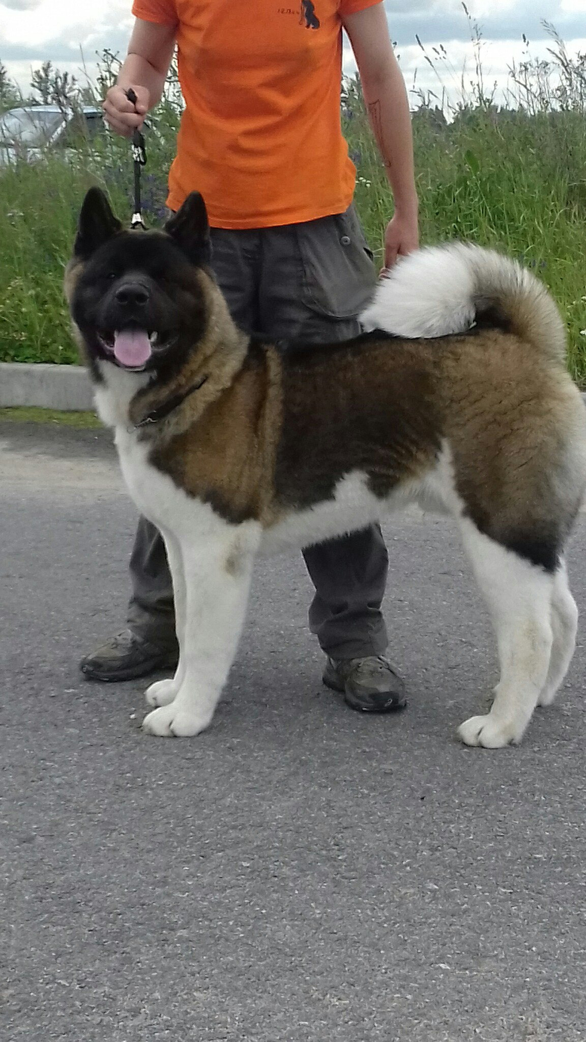 Американская акита питомник RUBYLIGHT. Американская акита I Сиба ину I Питомник RUBYLIGHT