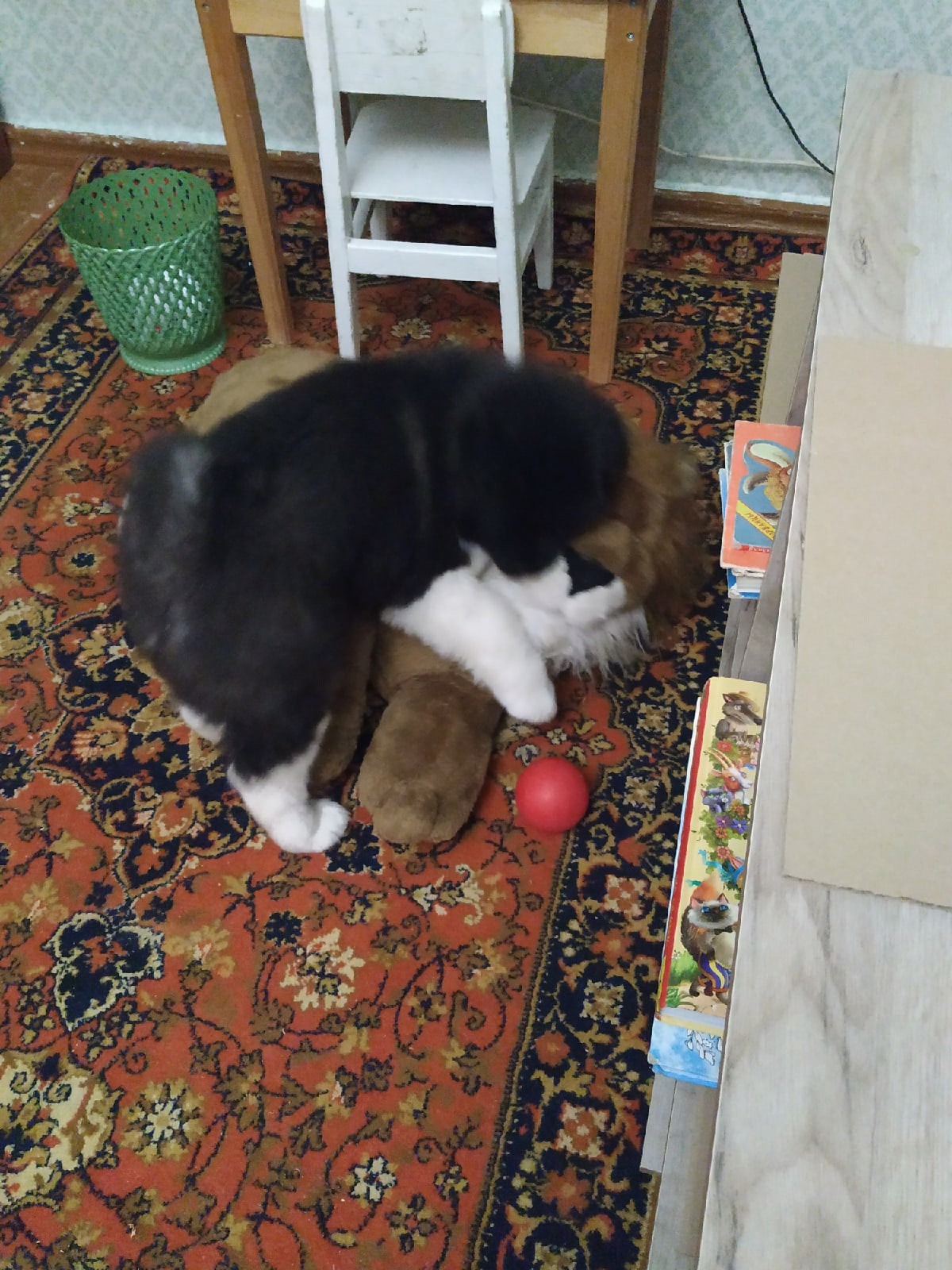 Американская акита щенки питомник