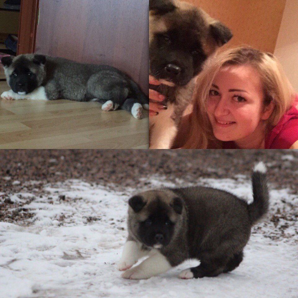 Svargas Dancing in the rain. AMERICAN AKITA RUBYLIGHT KENNEL I SHIBA-INU