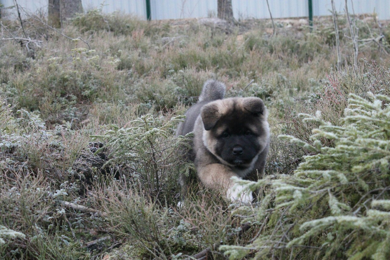 Американская акита питомник RUBYLIGHT. Американская акита I Сиба ину I Питомник RUBYLIGHT