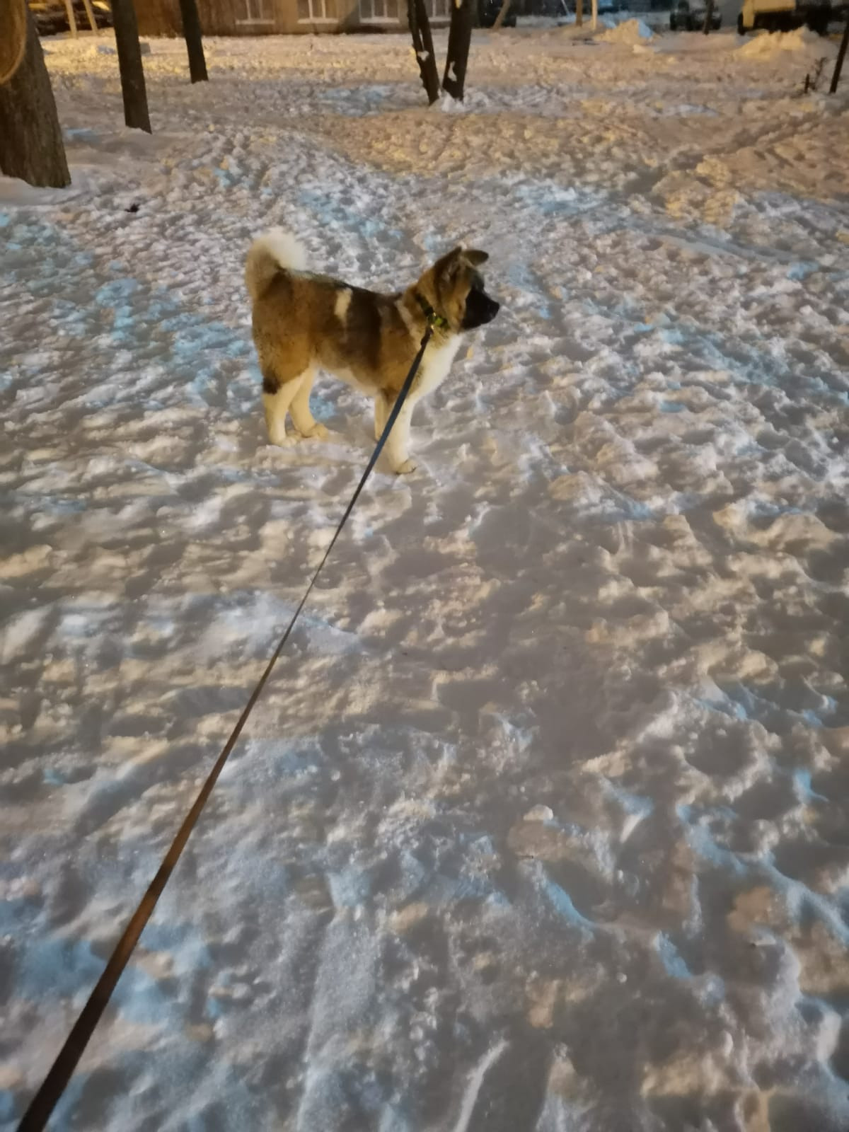 RUBYLIGHT GUCHI * Гуччи. AMERICAN AKITA RUBYLIGHT KENNEL I SHIBA-INU