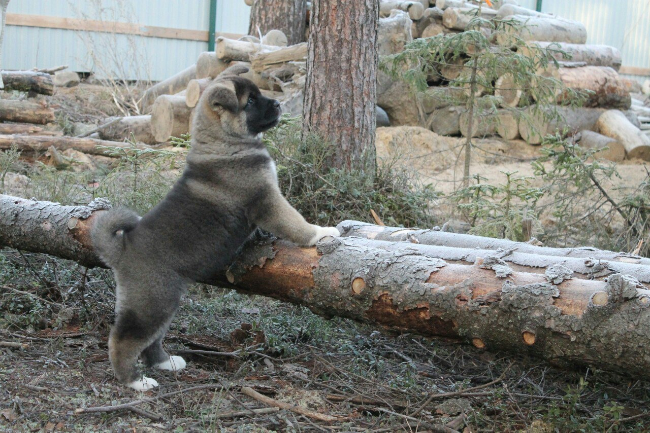 Американская акита питомник RUBYLIGHT. Американская акита I Сиба ину I Питомник RUBYLIGHT