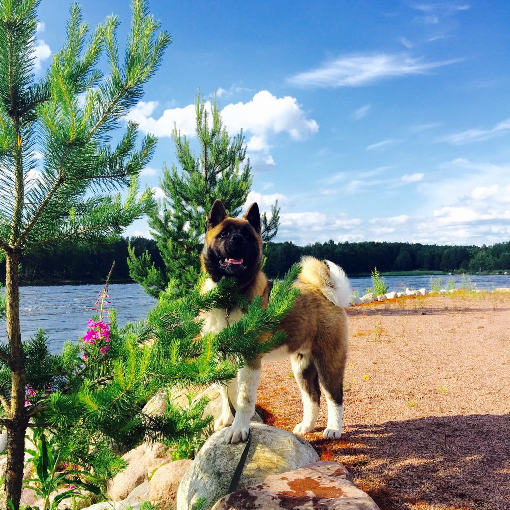 Svargas Orkhan * Орхан. AMERICAN AKITA RUBYLIGHT KENNEL I SHIBA-INU