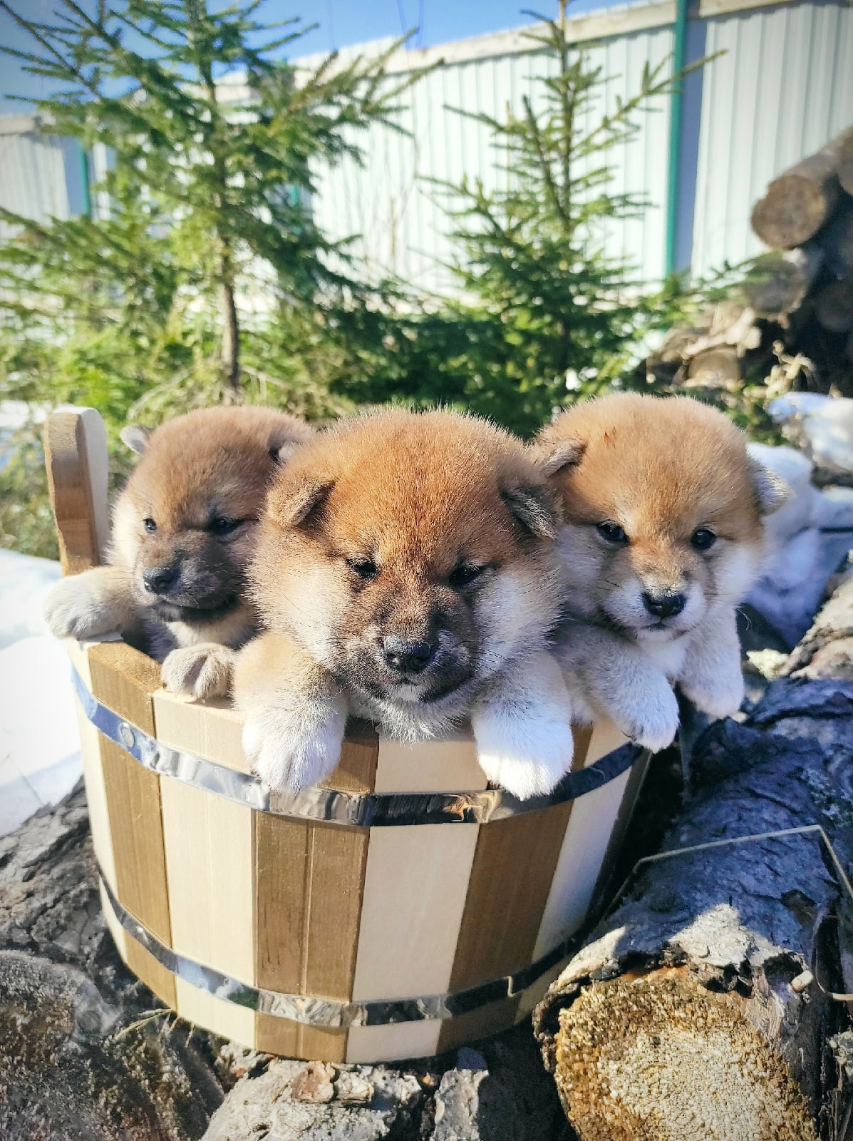 Сиба питомник RUBYLIGHT. Американская акита I Сиба ину I Питомник RUBYLIGHT