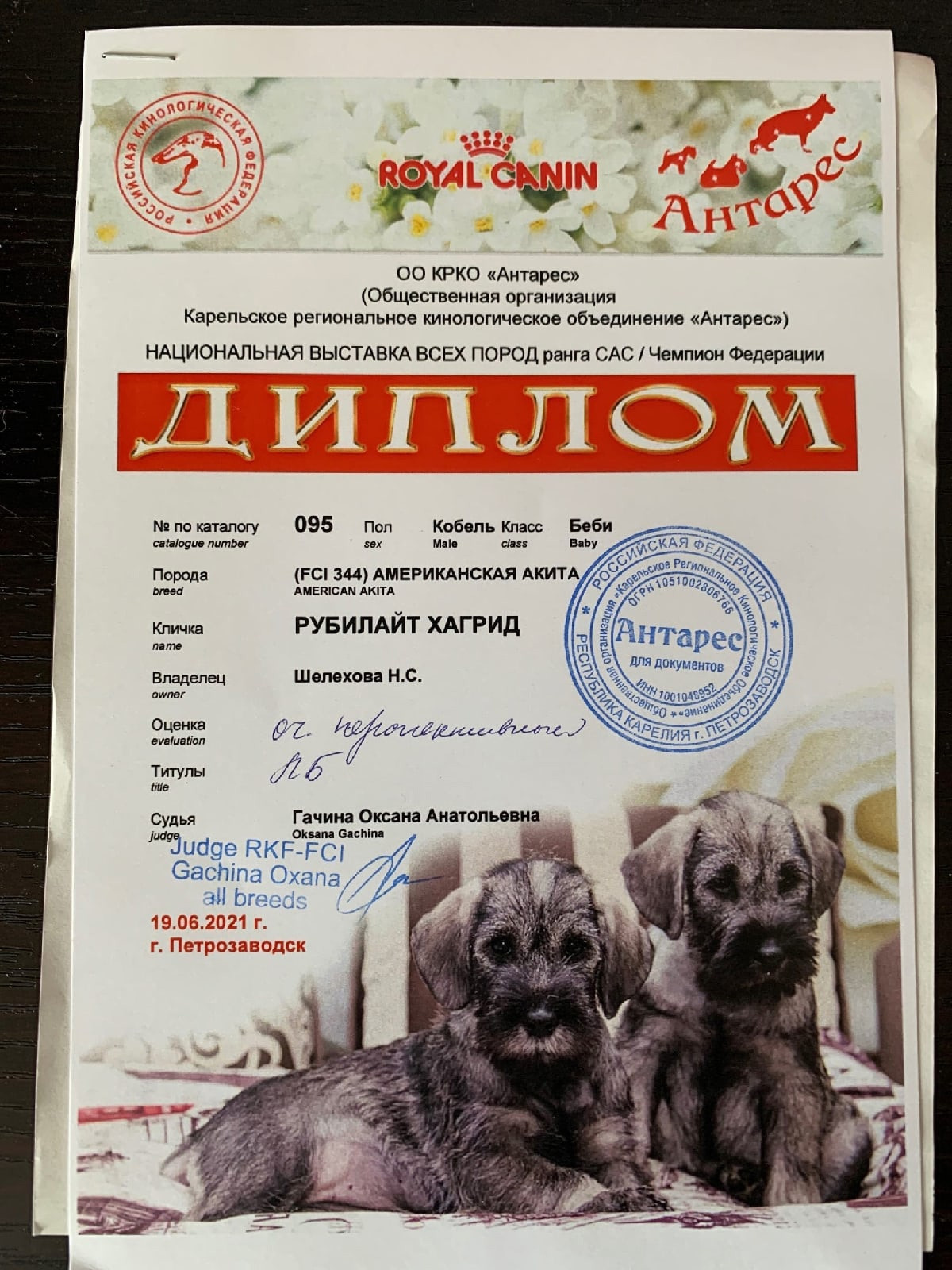 Американская акита щенки питомник