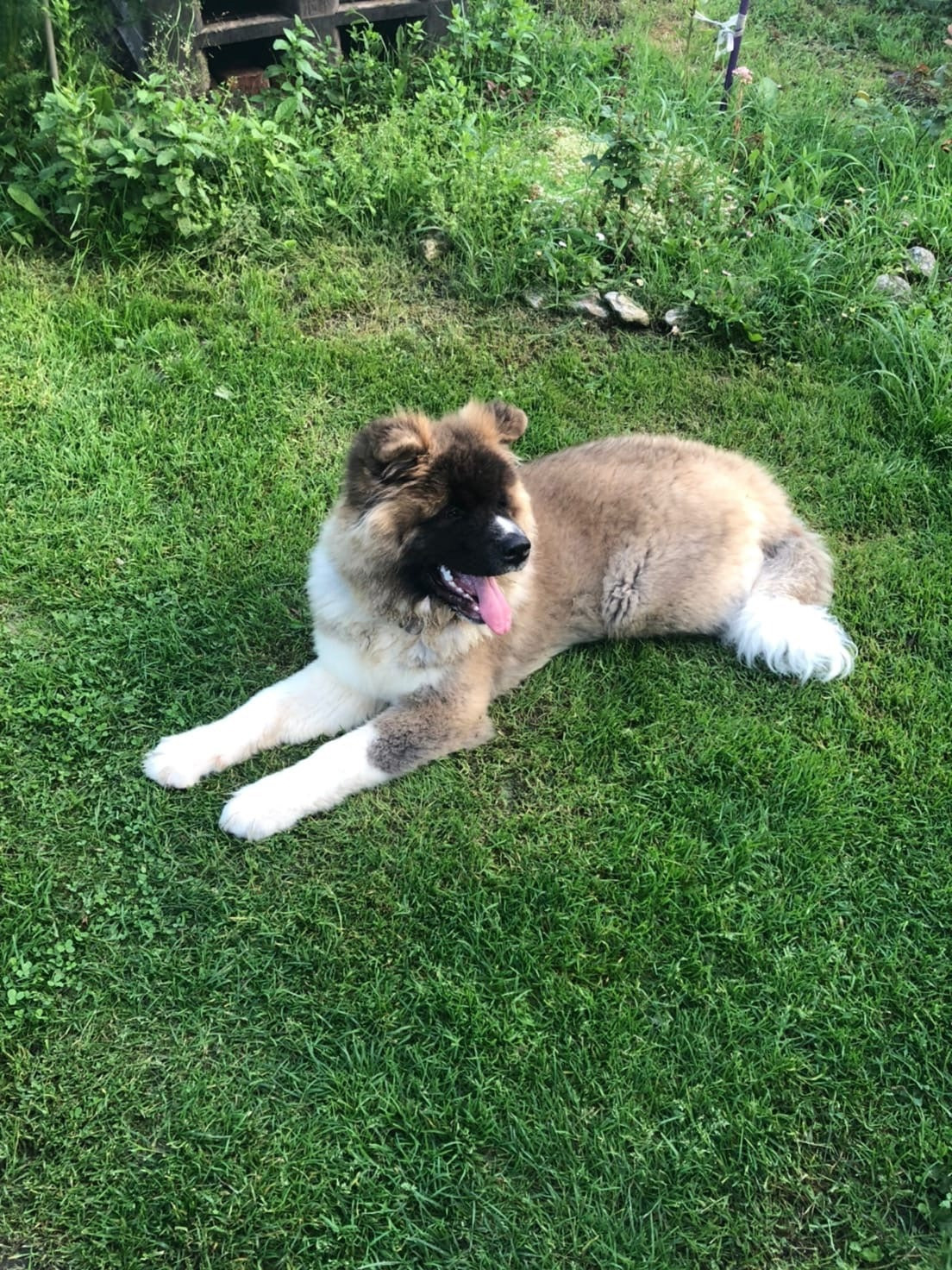 Американская акита щенки питомник