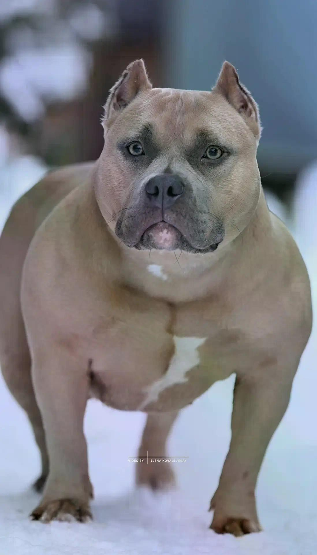 YUBK KENNEL KUBA FOR FORTIS FORTUNA VALIDI. ПИТОМНИК СОБАК ПОРОДЫ АМЕРИКАНСКИЙ БУЛЛИ