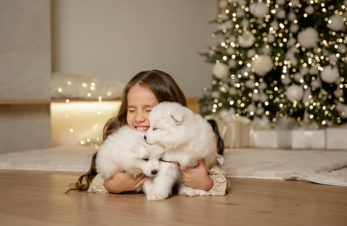 Отзывы. Самоед Новосибирск