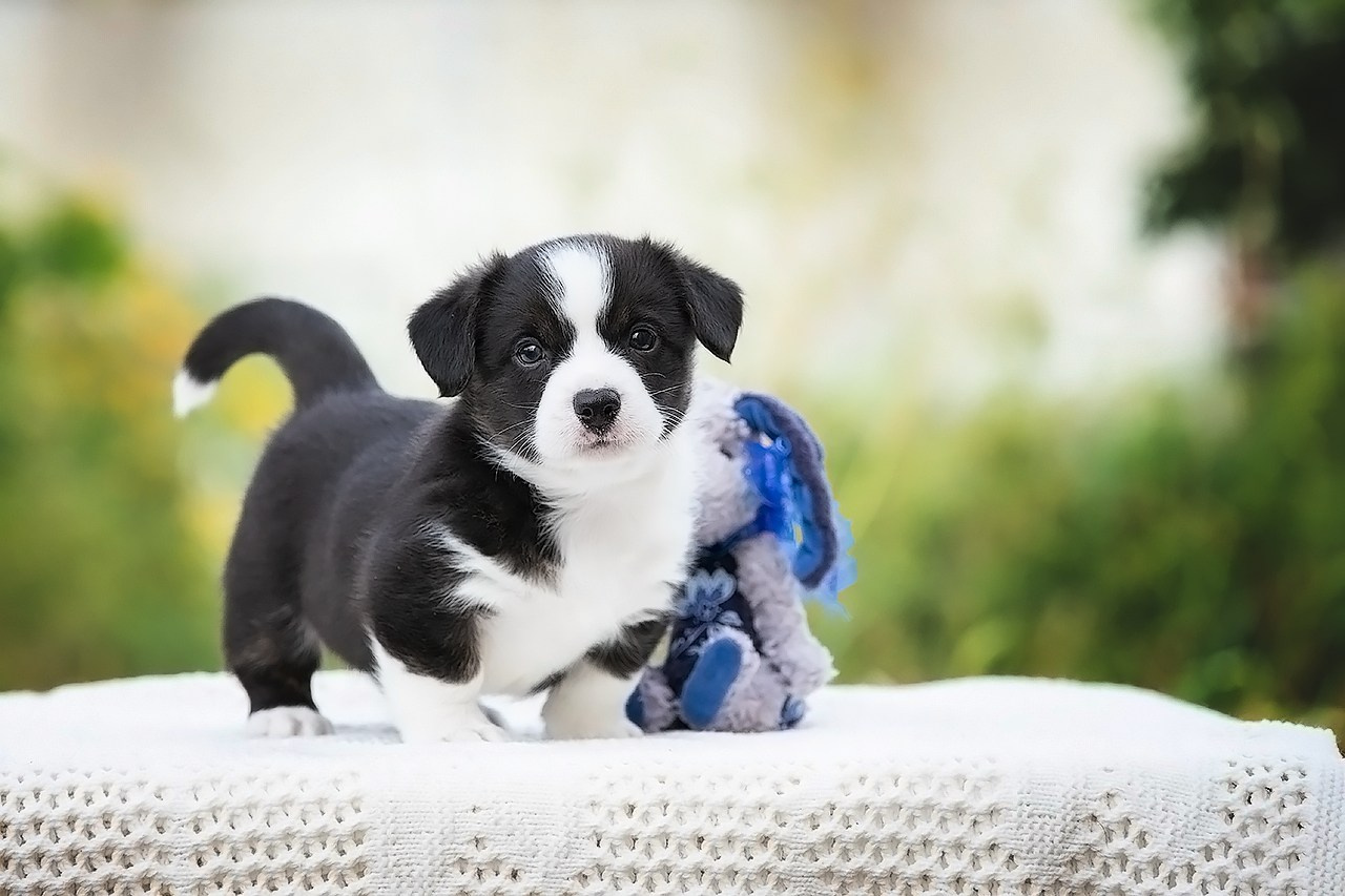 СЪЁМКА ЩЕНКОВ. Фотограф — анималист в Туле Юлия Лето