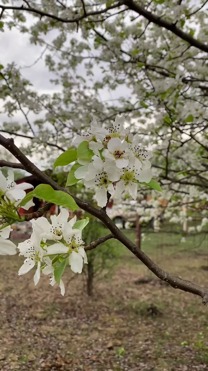 Аренда гостевого дома в горах. Семейный фотограф в Барнаул/Горный Алтай, Аренда дома в горах
