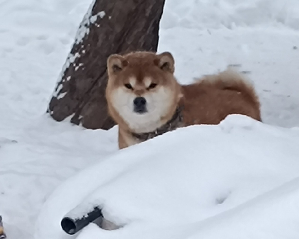 Локи * Shiomaru EVER DREAM * LOKI