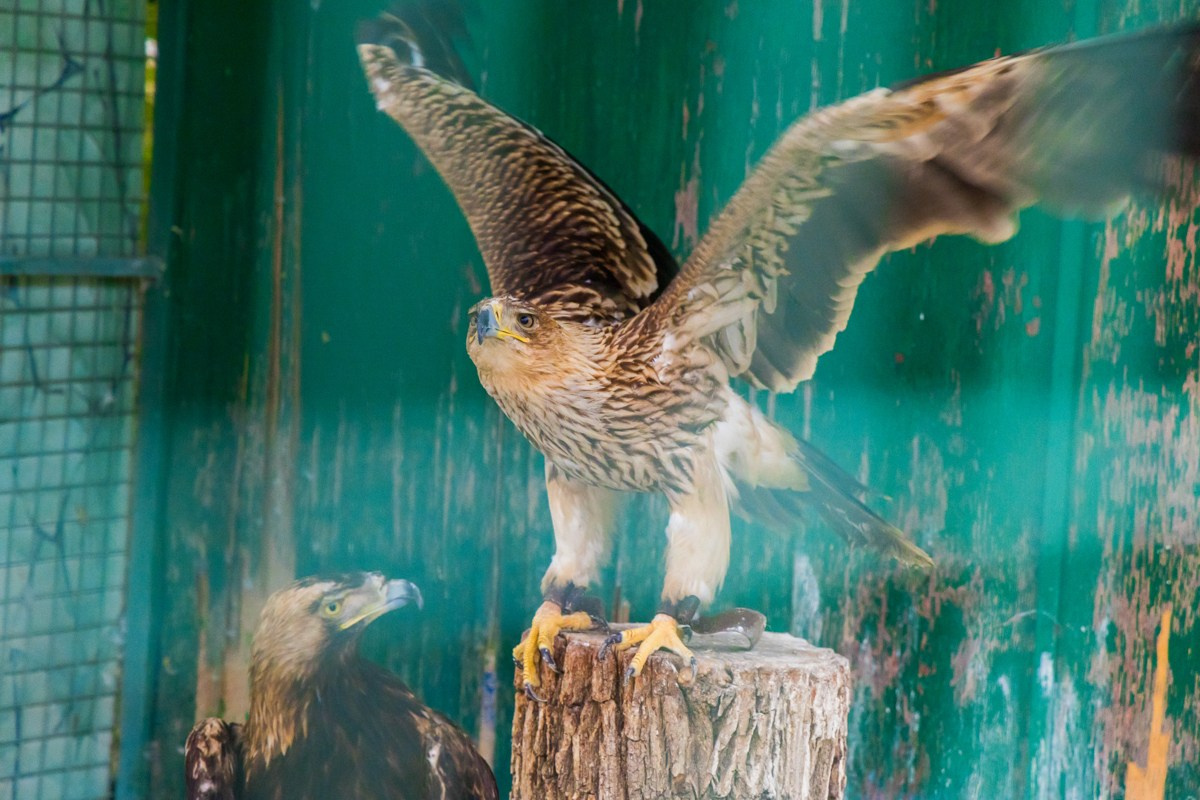 Птицы. Photomantis