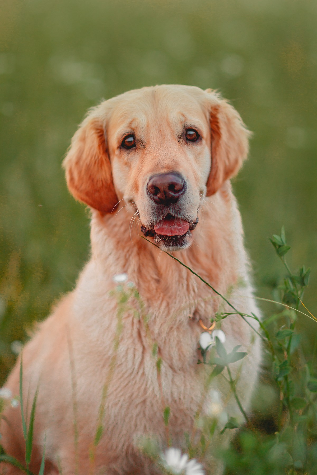 Марина и Чили. Семейный фотограф анималист Мария Крючкова