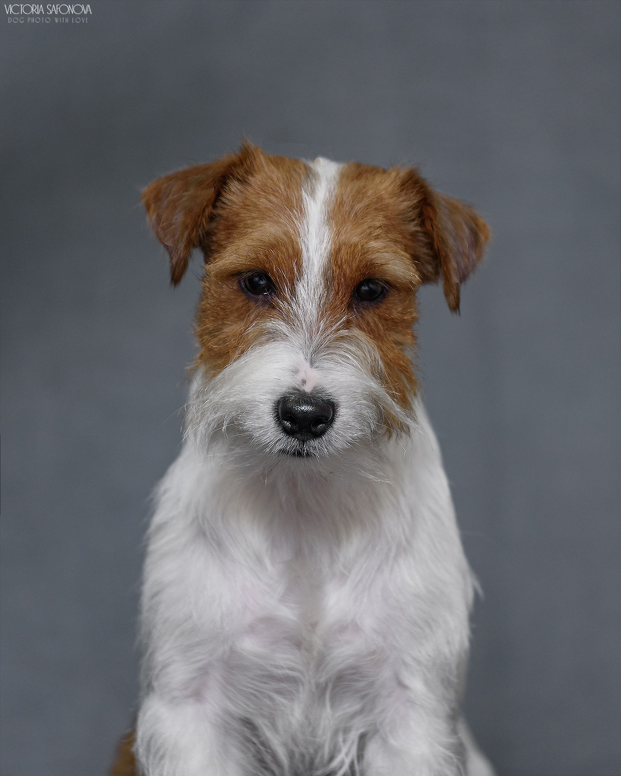 Джек рассел терьер 09.02.2024. Фотограф анималист Благовещенск. Сафонова Виктория