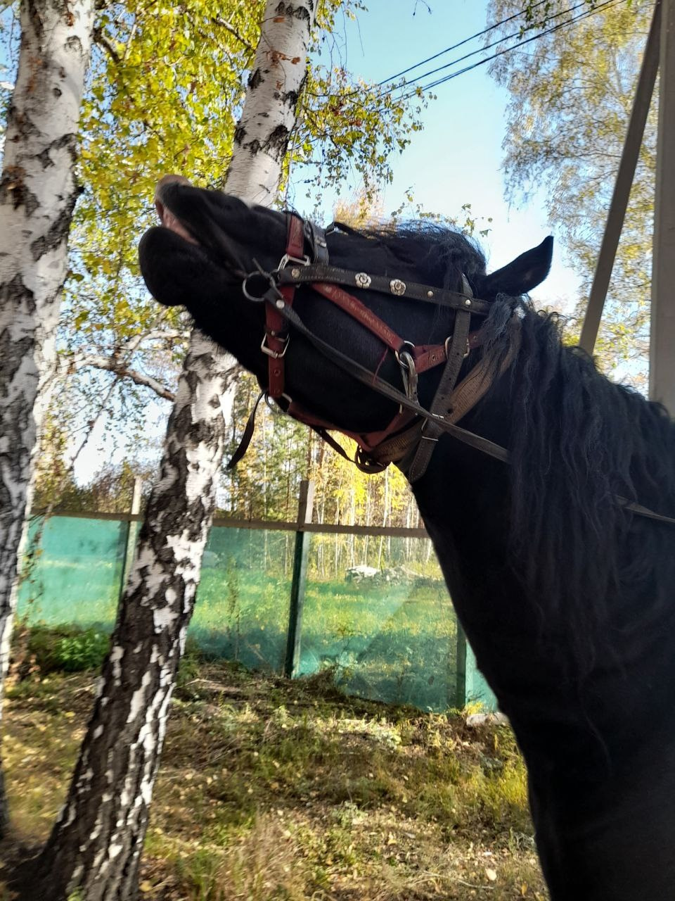 Фото наших лошадок. Конные прогулки в клубе «Анкор» — Омск