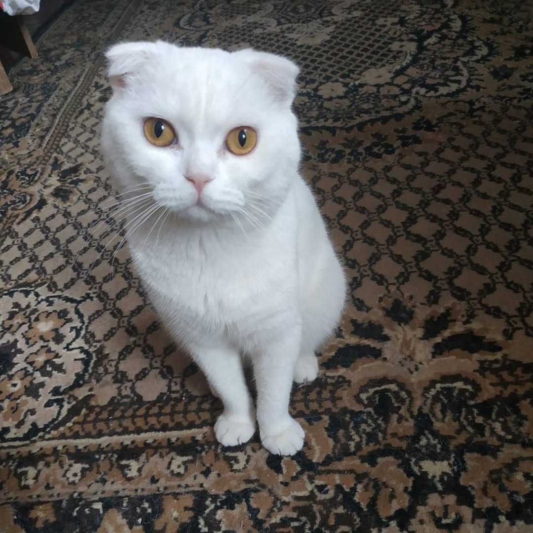 🐾 ДОМАШНЯЯ ВЫСТАВКА ПИТОМЦЕВ: КТО У КОГО ЖИВЁТ? 🐱🐶