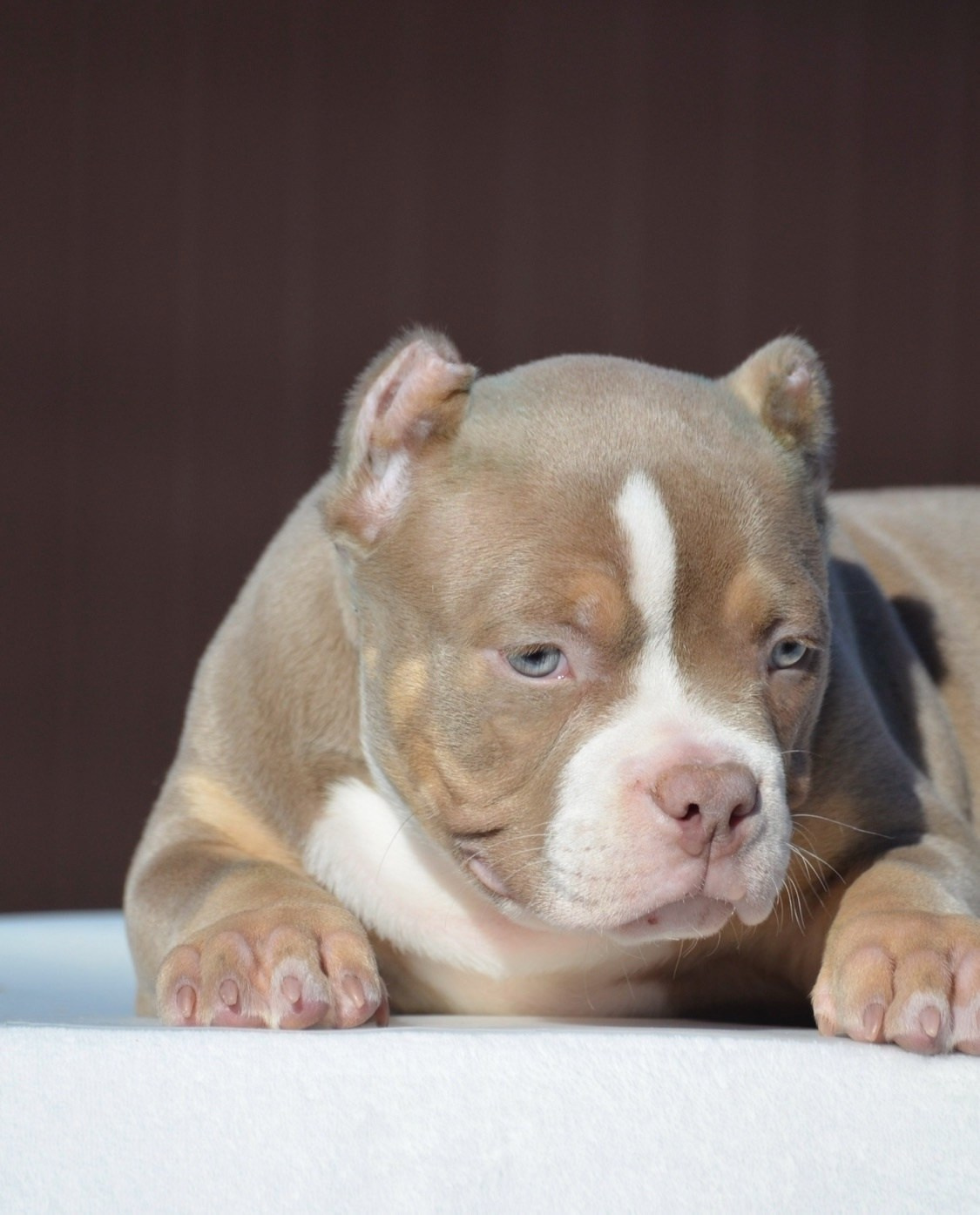 Купить щенка American Bully в луганске
