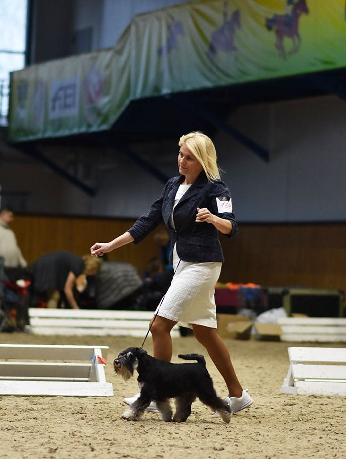 Питомник Делинсо Бэлэнс, щенки цвергшнауцера, купить щенка цвергшнауцера, питомник цвергшнауцеров, кобель цвергшнауцера для вязки, щенок цвергшнауцера, питомник цвергшнауцеров, черный с серебром, цверг, лучший питомник в беларуси