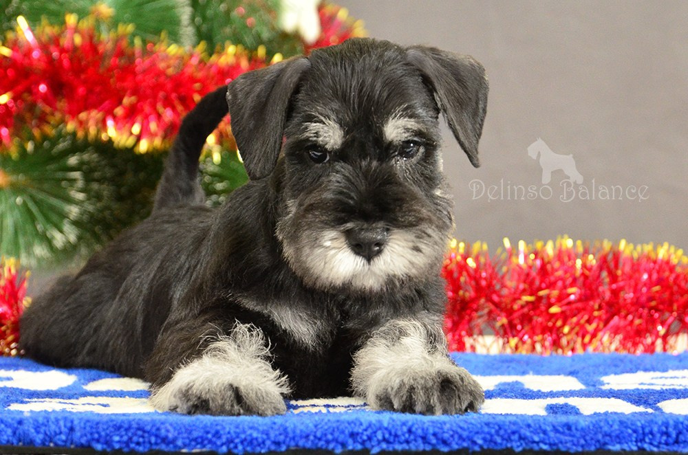 #питомникцвергшнауцеров #делинсобэлэнс #цвергшнауцер #щенокцвергшнауцера