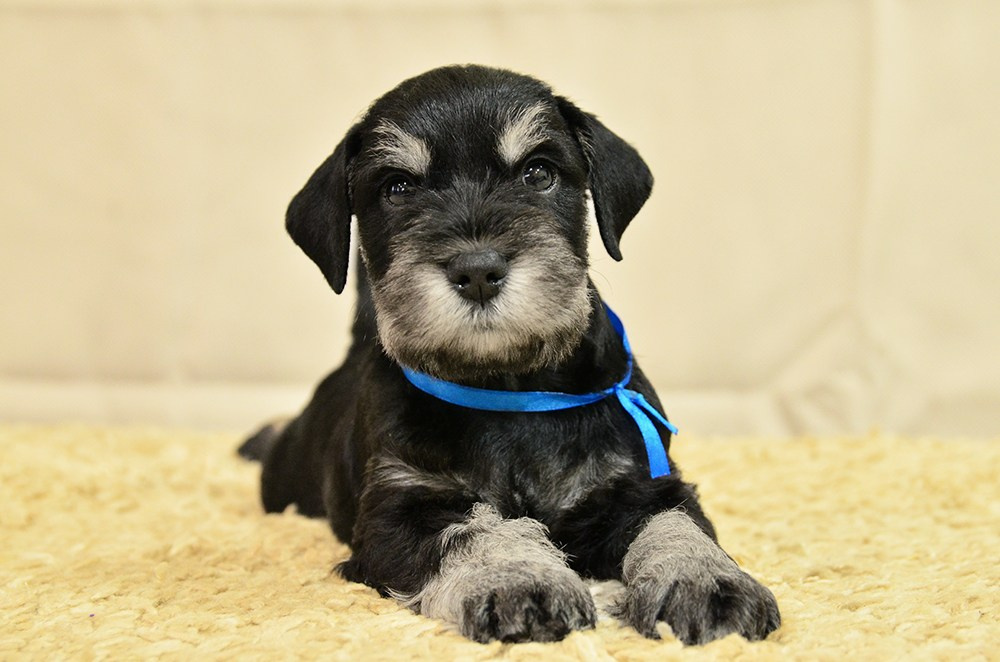 щенок цвергшнауцера питомник Делинсо Бэлэнс