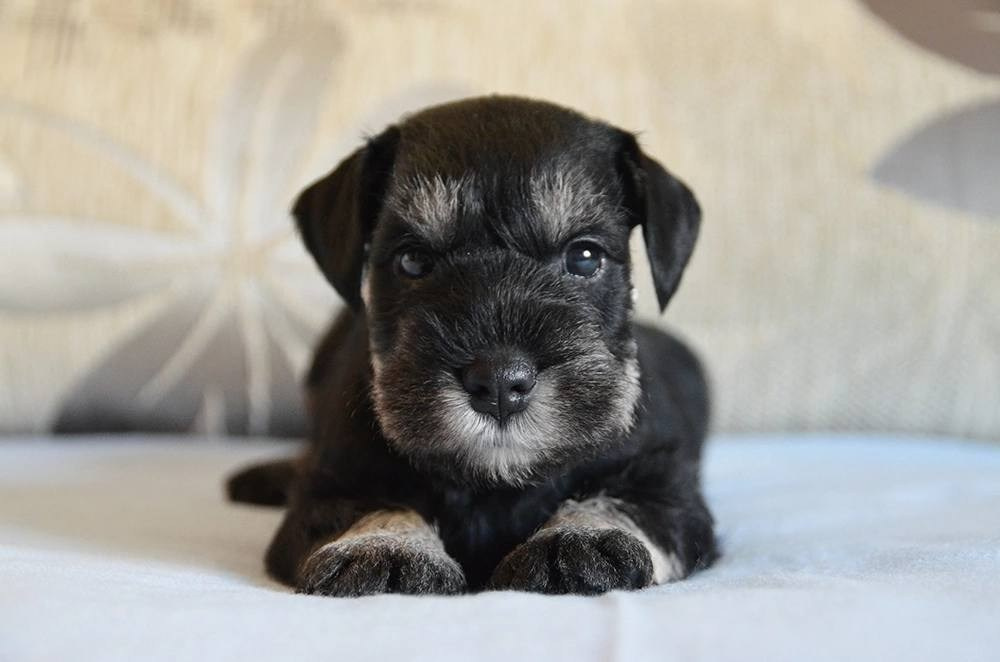 Litter — «SH» 25.02.2025. Питомник цвергшнауцеров в Беларуси «Делинсо Бэлэнс»