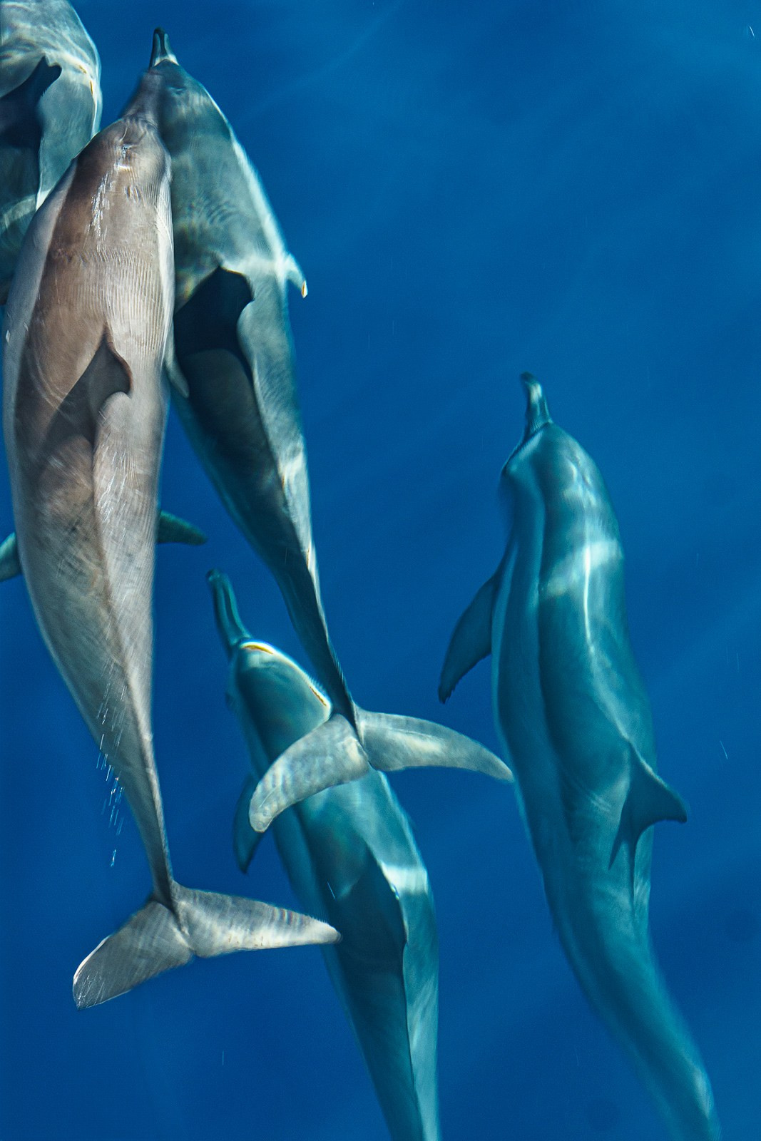 Дельфины (Мальдивы). Фотограф Владимир Остапенко