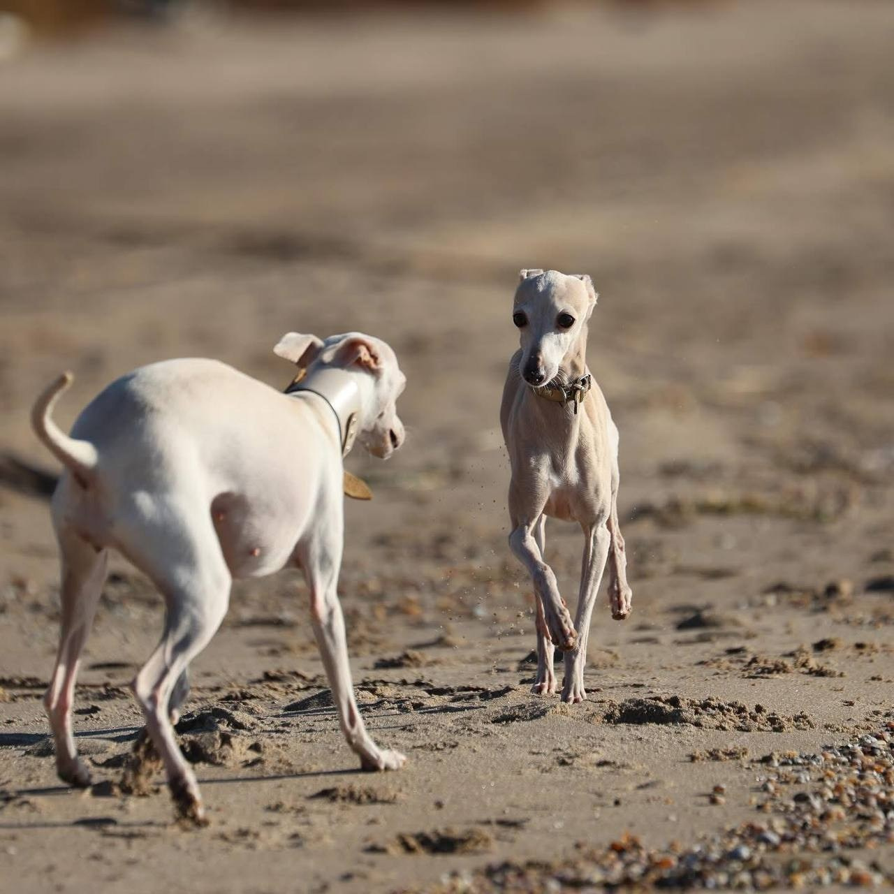 Белые девочки. Профессиональный питомник левреток РКФ/FCI ASTI SAPPHIRE 💎 Сочи|Санкт-Петербург