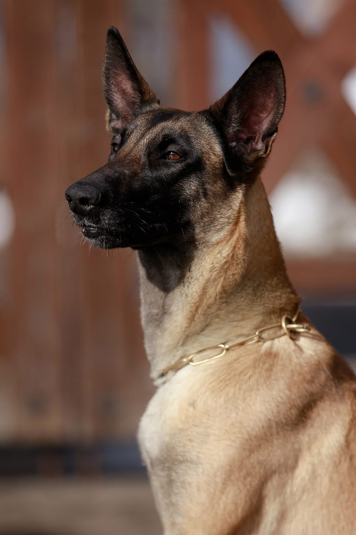 Малинуа в лицах. Фотограф-анималист Mary Mart — Москва, Питер